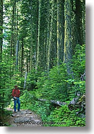 america, avalanche, avalanche trail, glaciers, montana, national parks, north america, trails, united states, vertical, western united states, western usa, photograph