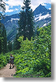 america, avalanche, avalanche trail, glaciers, montana, national parks, north america, trails, united states, vertical, western united states, western usa, photograph