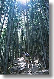 america, avalanche, avalanche trail, glaciers, montana, national parks, north america, trails, united states, vertical, western united states, western usa, photograph