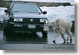 america, glaciers, goats, greta, horizontal, montana, national parks, nature, north america, united states, western united states, western usa, photograph