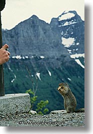 america, glaciers, montana, national parks, nature, north america, photogenic, squirrel, united states, vertical, western united states, western usa, photograph