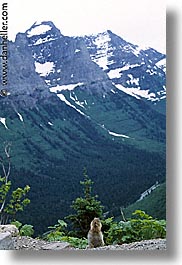 america, glaciers, montana, national parks, nature, north america, squireel, united states, vertical, views, western united states, western usa, photograph