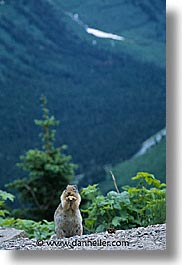 america, crackers, glaciers, montana, national parks, nature, north america, squirrel, united states, vertical, western united states, western usa, photograph