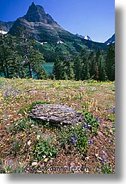 america, glaciers, montana, national parks, north america, scenics, united states, vertical, western united states, western usa, photograph