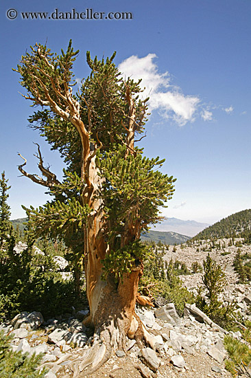 bristlecone-pine-02.jpg