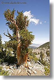 images/UnitedStates/Nevada/GreatBasinNatlPark/GlacierTrail/bristlecone-pine-02.jpg