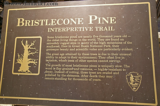 bristlecone-pine-sign.jpg