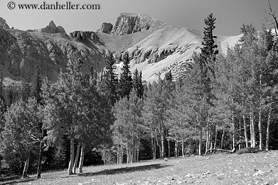 trees-n-mtns-bw.jpg