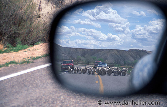 mirror-sheep-road.jpg