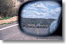 america, highways, horizontal, mirrors, nevada, north america, roads, sheep, united states, western usa, photograph