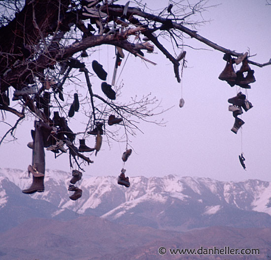 shoe-tree-1.jpg