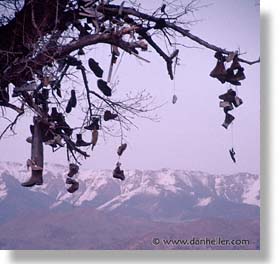 images/UnitedStates/Nevada/Hwy50/shoe-tree-1.jpg