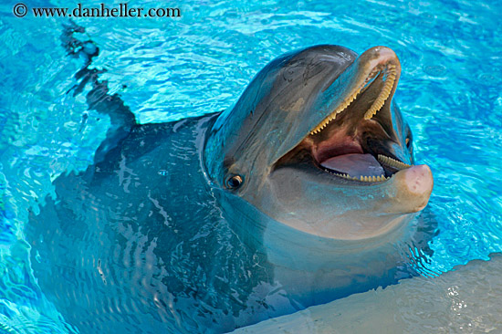 dolphin-02.jpg
