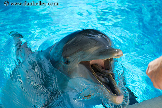 dolphin-03.jpg