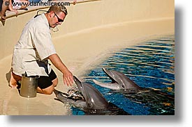 america, animals, casino, dolphins, feeding, horizontal, hotels, las vegas, mirage, nevada, north america, the strip, united states, western usa, photograph