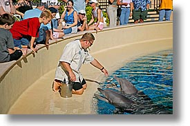 america, animals, casino, dolphins, feeding, horizontal, hotels, las vegas, mirage, nevada, north america, the strip, united states, western usa, photograph