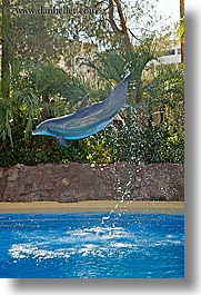america, animals, casino, dolphins, hotels, jumping, las vegas, mirage, nevada, north america, the strip, united states, vertical, western usa, photograph