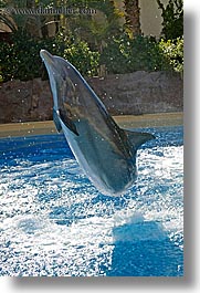 images/UnitedStates/Nevada/LasVegas/Hotels/Mirage/Animals/Dolphins/dolphin-jumping-02.jpg