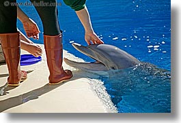 america, animals, casino, dolphins, horizontal, hotels, las vegas, mirage, nevada, north america, the strip, trainer, united states, western usa, photograph