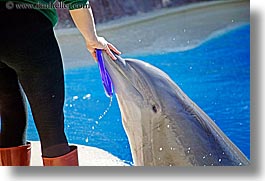 america, animals, casino, dolphins, horizontal, hotels, las vegas, mirage, nevada, north america, the strip, trainer, united states, western usa, photograph