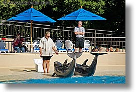 america, animals, casino, dolphins, horizontal, hotels, las vegas, mirage, nevada, north america, the strip, training, united states, western usa, photograph