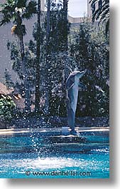 america, animals, casino, dolphins, hotels, las vegas, mirage, nevada, north america, the strip, united states, vertical, western usa, photograph