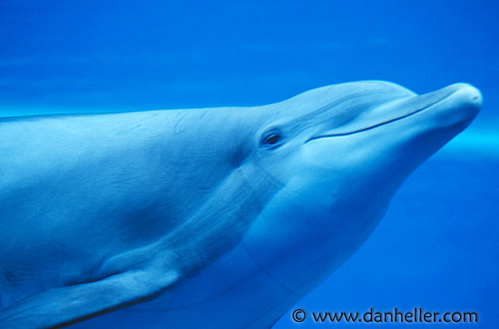 dolphin6.jpg