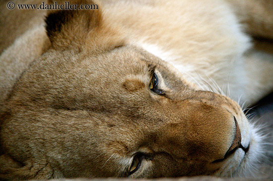 lion-07.jpg