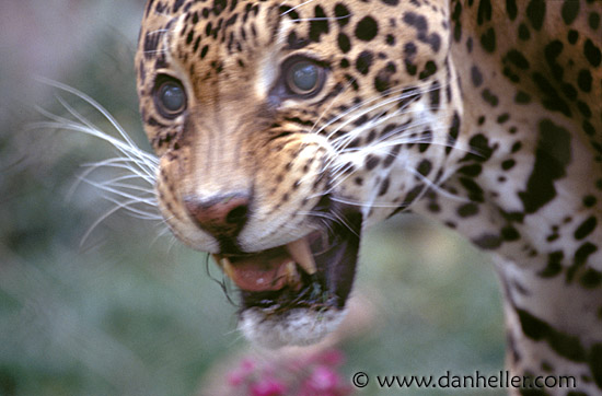 leopard01.jpg