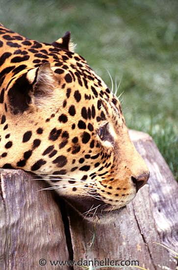 leopard03.jpg