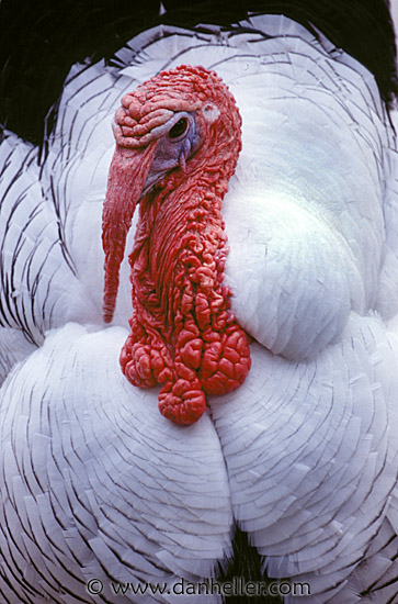 turkey02.jpg