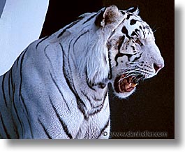 images/UnitedStates/Nevada/LasVegas/Hotels/Mirage/Animals/Tigers/tiger03.jpg