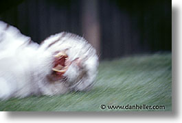 images/UnitedStates/Nevada/LasVegas/Hotels/Mirage/Animals/Tigers/tiger05.jpg