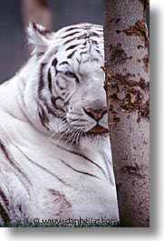 images/UnitedStates/Nevada/LasVegas/Hotels/Mirage/Animals/Tigers/tiger06.jpg
