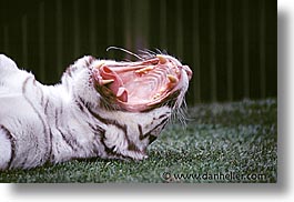 images/UnitedStates/Nevada/LasVegas/Hotels/Mirage/Animals/Tigers/tiger07.jpg