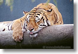 images/UnitedStates/Nevada/LasVegas/Hotels/Mirage/Animals/Tigers/tiger10.jpg