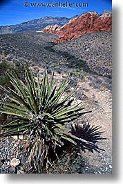 america, nevada, north america, red, red rock, rocks, united states, vertical, western usa, photograph