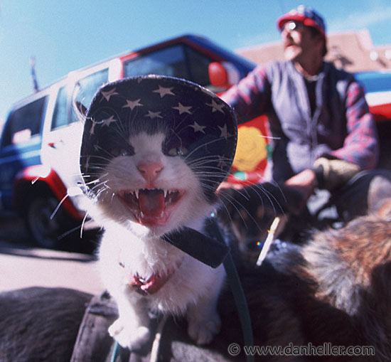 patriot-cat-1.jpg