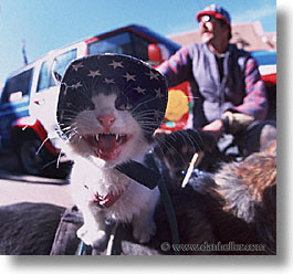 america, cats, desert southwest, indian country, new mexico, north america, patriots, santa fe, southwest, square format, united states, western usa, photograph