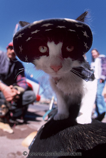 patriot-cat-2.jpg