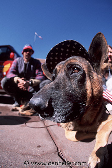 patriot-pooch.jpg