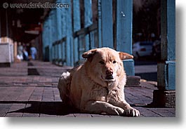 america, desert southwest, dogs, horizontal, indian country, new mexico, north america, santa fe, sidewalks, southwest, united states, western usa, photograph