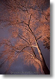 america, desert southwest, indian country, new mexico, north america, santa fe, southwest, trees, united states, vertical, western usa, photograph