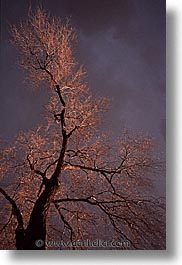 america, desert southwest, indian country, new mexico, north america, santa fe, southwest, trees, united states, vertical, western usa, photograph