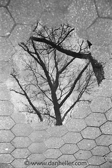 puddle-tree-reflect-bw.jpg