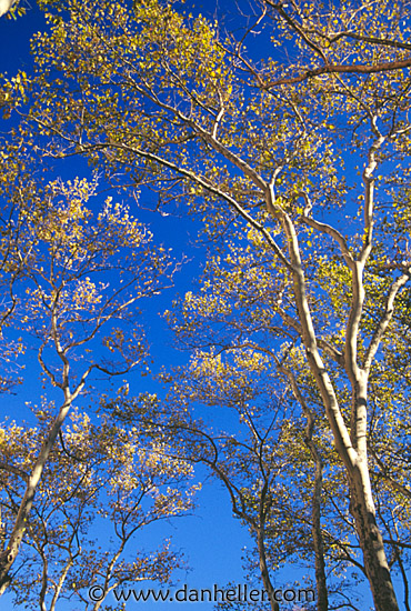 trees-sky.jpg