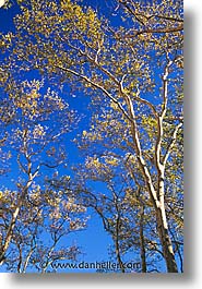 america, central park, new york, new york city, north america, sky, trees, united states, vertical, photograph