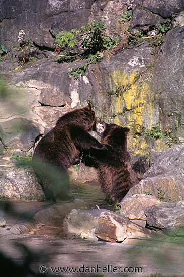playing-bears.jpg