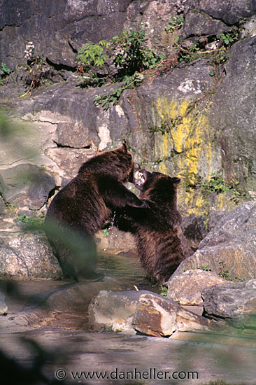 playing-bears.jpg