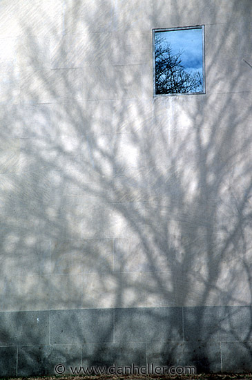 tree-shadow-3.jpg